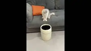 The owner plays a prank on this ferret.