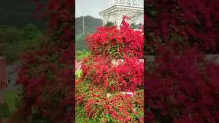 beautiful paradise of red flowers
