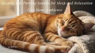 Cute Cat Purring: 10 Hours of Deep Calm & Ambient Sound (4K)