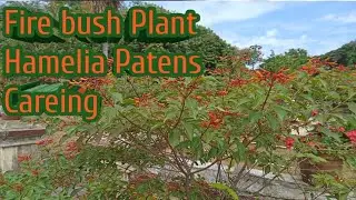 Fire bush Plant Care in Malayalam/Hamelia Patens/Humming bird bush.