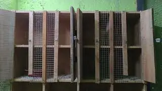 🕊Сегодня я обновила клетку в своем голубятнике и провела тренировку патты 🕊❤️🕊
