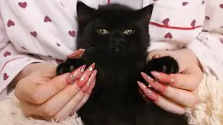 ASMR Kitten Spa Day: Eye Care, Claw Trim & Relaxing Grooming Session!