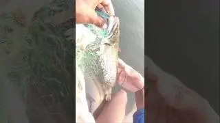 padhina machhali🐟#2026 #shorts#fish #fishing#foodfish#amazingfi#cow#machhuara12#machhalijalkiranihai