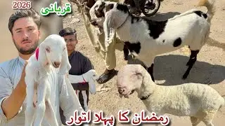 Karachi Bakra Mandi Lalukhet Latest Rates Update 22 Feb 2026 || Qurbani Season 2026 