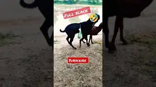#shorts 2.1k views 🥀 full black goat 🤣😂❣️ bhagu farming 🥀