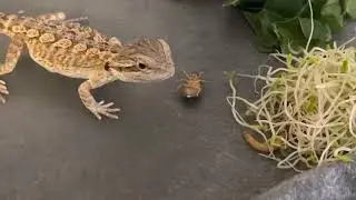 Baby bearded dragon first live insect feeding! Dubia roaches and mealworms!