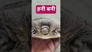 chulbul panday#turtle #funny #cute#भाई, ये वाला Turtle वाला कॉम्बिनेशन तो बहुत मज़ेदार और क्यूट है!