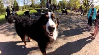 Bernese Friends Worldwide Walk