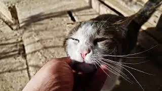 Rub my chin Hooman, I command you