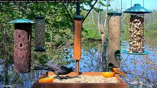 Male Baltimore Oriole Feasts On Orange At Cornell Feeders &ndash; may 18, 2021