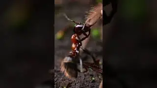 Bullet Ant vs Tarantula 🐜🕷️ Who Wins