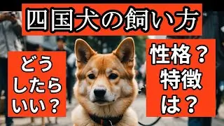 四国犬の飼い方【犬の飼い方チャンネル】第１５弾です。四国犬を育てるには？何が大切？飼う前に知りたい！四国犬の性格や、特徴は？