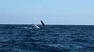 Whale watching in Cabo San Lucas Mexico 