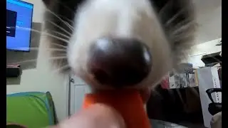 CARROT ASMR