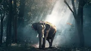 Save The Planet &bull; Animals and Ambient Relaxing Music for Meditation, Sleep, Relaxation