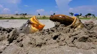 Unbelievable Hunting Style  Big Monster Fish Hunting Underground Eel Fish   Fish vs Eel 1
