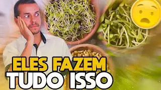 GERMINAÇÃO DE SEMENTES GRÂOS GERMINADOS BENÉFICOS À SAÚDE?