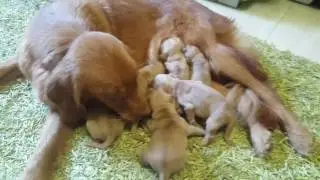Mother dog feed her puppies and lick them to make a pee