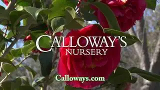 Calloways Nursery