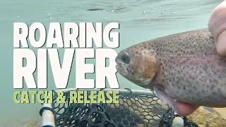 Roaring River | Catch and Release | Missouri Fly Fishing for Rainbow Trout