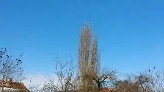 ROB ZOMBIE - Crow Killer Blues
