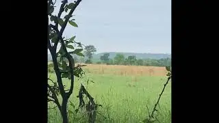Turkey load vs coyotes face...