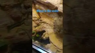 where is the snake