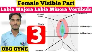 3- Female External Parts - Mons Pubis, Clitoris, Labia Majora || Structure Function of External Part