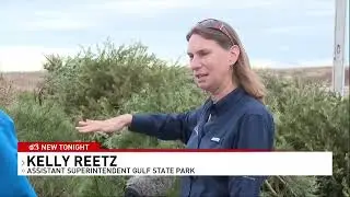 Using Dead Christmas Trees to Restore Alabama's Beach Environment