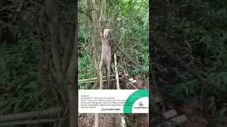 Chácara 2 alqueires a 30km de Maringá, com Mina d'agua, 03 piquetes, pomar, orquidário, rio, linda!