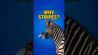 Why Zebras Have Stripes (And It&rsquo;s Not Camouflage) 🦓