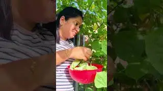 Growing Indian vegetables in USA |Organic Gardening | Urban Gardening | #shots | #gardening