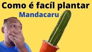 Como cuidar e plantar cacto Mandacaru no vaso sem que ela morra!