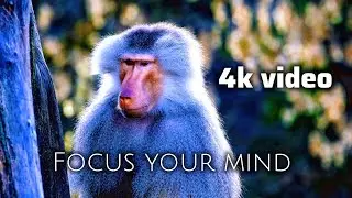 Animal Planet 4K &ndash; Scenic Wildlife Film With Inspiring Music &ndash; cinematic shots in 4K.