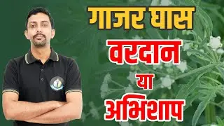 गाजर घास || Parthenium Hysterthorus || Carrot Grass || Weed Science