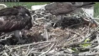 Osprey Chick Feeding