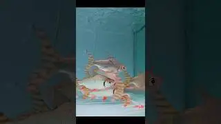Red Flagtail❤️🌊#fishaquarium #redflagtail #fishtanktour #whatsappstatus #fishypoin  #beautiful
