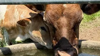 AMP grazing