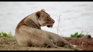 Wilderness Legends Africa