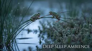 Night Frog Sounds 🐸 Deep Forest & Wetland Ambience | Natural Sleep Sounds for Insomnia Relief