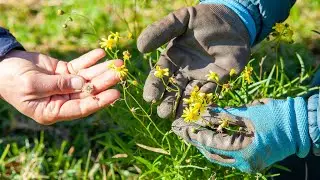 Protect your place from Madagascar ragwort