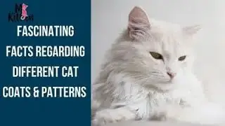The Science Behind Cat Coat Colors & Patterns 🧬 Feline Genetics Explained Simply