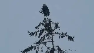Eagles, ravens, crows and who know me what that woodpecker looking bird is called maybe sapsucker?