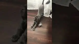 #viral #love #relax #weekend #cat #vibes #shorts #shorts #urban