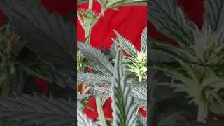 Mephisto Genetics - Crem de La Chem x Northern Cheese Haze - Autoflower day 35 - Living Soil