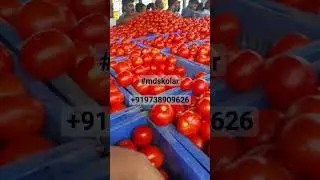 #mdskolar #vaddahalli #kolarmarket #kolartomatorates #todaymarketrates  WhatsApp:+919738909626