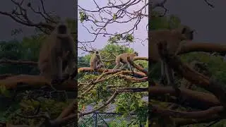 The Langoors #travelindia #igrms #nature #pilgrim