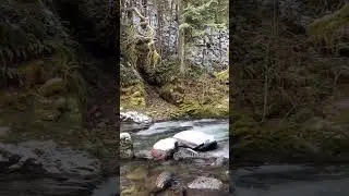Old Salmon River Trail, Mt Hood National Forest, Oregon