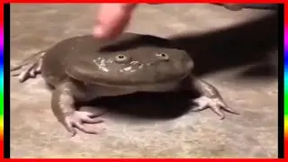 1 час 51 минута мемов из тик тока