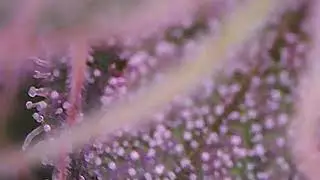 USB microscope weed Northern Lights